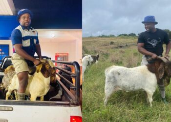Nothing beats the joy a farmer feels when sales start coming in from their own farm. Inspired by his late mother and grandfather, Njabulo Ngema built a thriving goat farming enterprise in Vryheid, KwaZulu-Natal. Photos: Supplied/Food For Mzansi