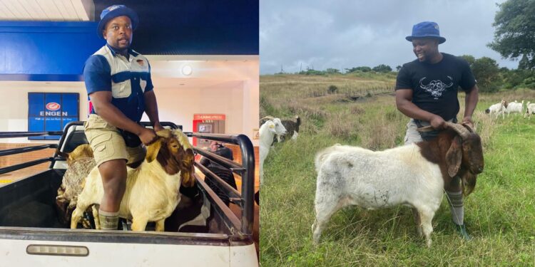 Nothing beats the joy a farmer feels when sales start coming in from their own farm. Inspired by his late mother and grandfather, Njabulo Ngema built a thriving goat farming enterprise in Vryheid, KwaZulu-Natal. Photos: Supplied/Food For Mzansi
