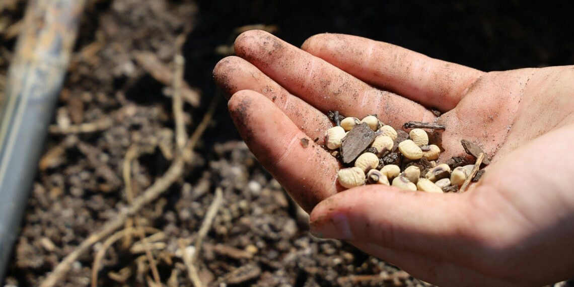 Seed technology is revolutionising SA agriculture. Yields are up tenfold in a century, thanks to innovations like mechanisation, hybrids, and precision agriculture. Photo: Pexels