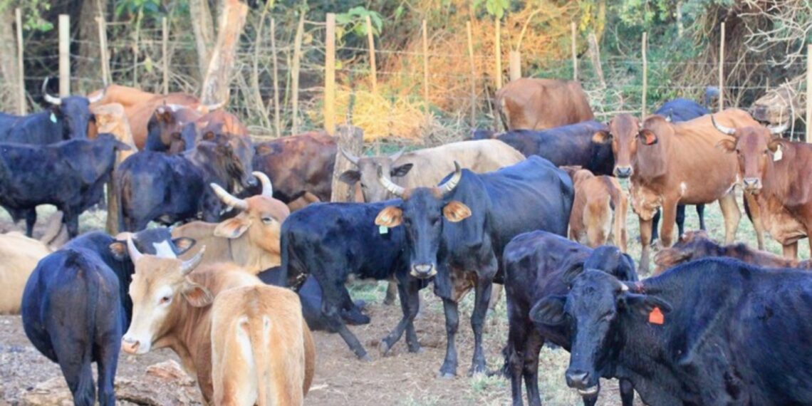 Cattle farmers in Makonde fear for their livelihoods after foot-and-mouth disease was identified in Vhembe district, Limpopo. Photo: Thembi Siaga/GroundUp