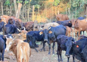 Cattle farmers in Makonde fear for their livelihoods after foot-and-mouth disease was identified in Vhembe district, Limpopo. Photo: Thembi Siaga/GroundUp