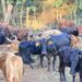 Foot-and-mouth outbreaks hit Limpopo farmers hard