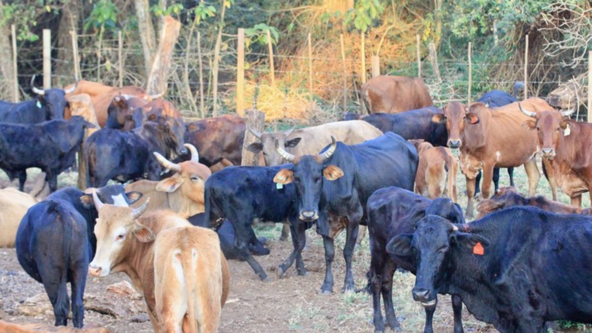 Foot-and-mouth outbreaks hit Limpopo farmers hard