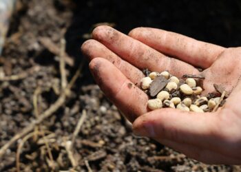 Seed technology is revolutionising SA agriculture. Yields are up tenfold in a century, thanks to innovations like mechanisation, hybrids, and precision agriculture. Photo: Pexels