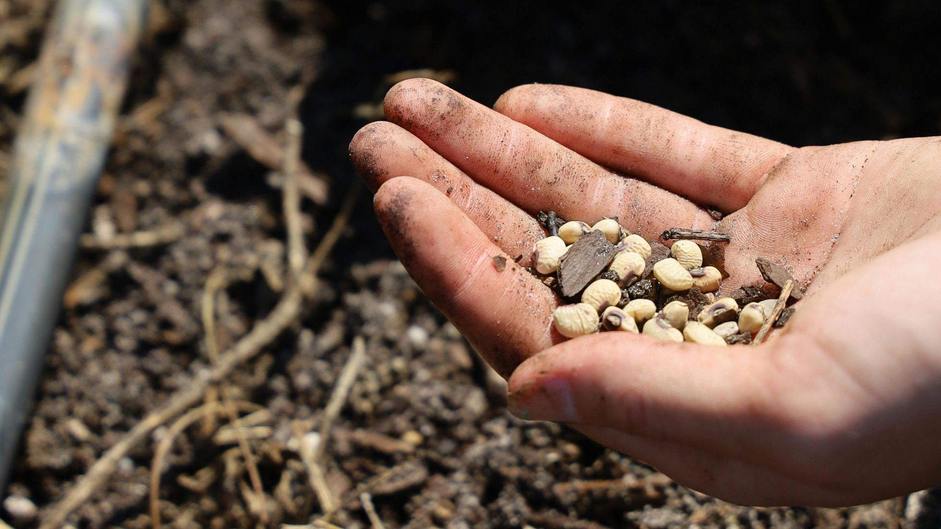 Seed technology: How innovation drives higher yields & success