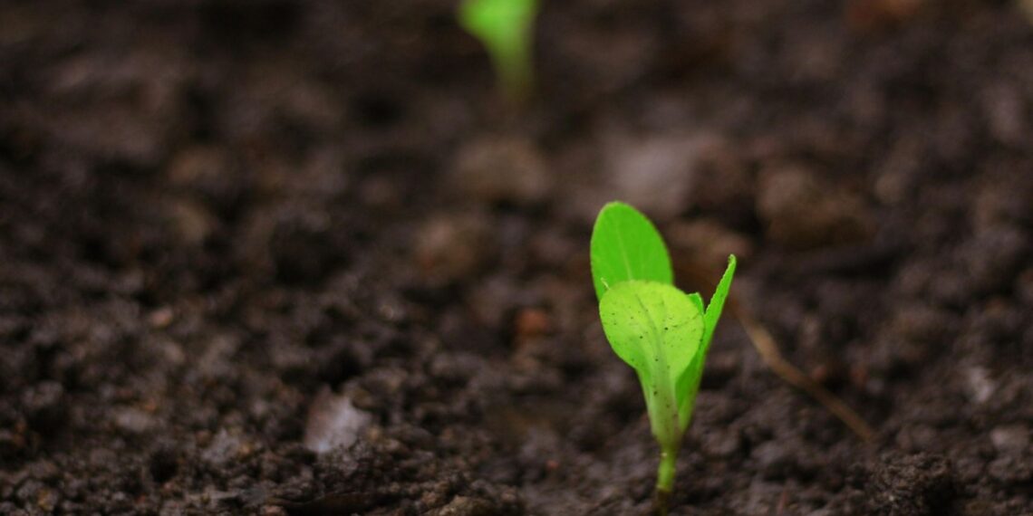 As South Africa enters the 2025-26 summer crop season, early indications from the Agricultural Conditions Assessment Committee suggest favourable rainfall and temperature patterns, but experts caution that success will ultimately depend on producers managing the factors they can control, with timing accounting for nearly 80% of those decisions. Photo: Pexels