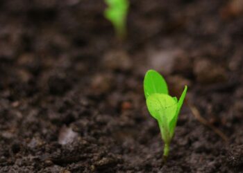 As South Africa enters the 2025-26 summer crop season, early indications from the Agricultural Conditions Assessment Committee suggest favourable rainfall and temperature patterns, but experts caution that success will ultimately depend on producers managing the factors they can control, with timing accounting for nearly 80% of those decisions. Photo: Pexels