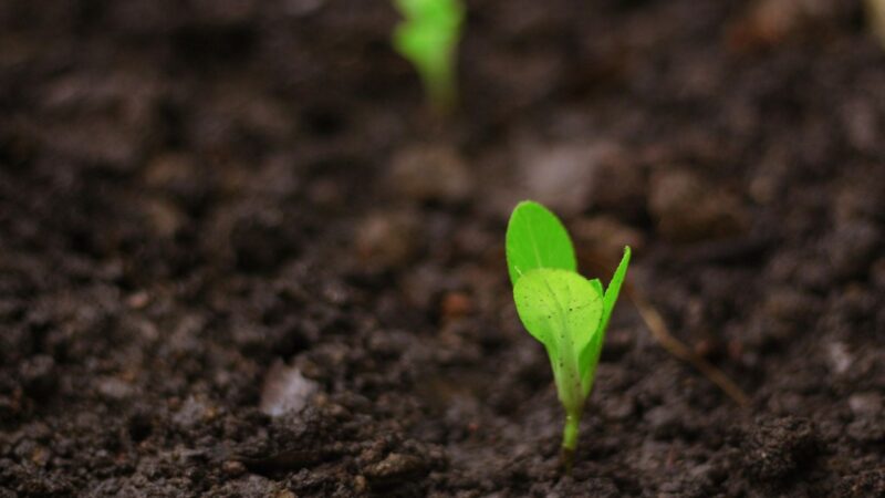 Healthy fields showing the potential of carbon credits in regenerative farming. Photo: Supplied/Pexels