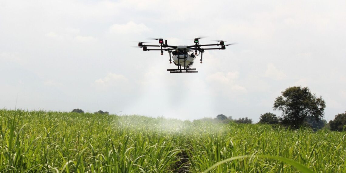 A GreenCape case study revealed how a KwaZulu-Natal sugarcane smallholder improved yields and cuts costs with precision drone spraying. Photo: Supplied/Food For Mzansi