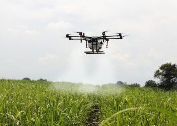 A GreenCape case study revealed how a KwaZulu-Natal sugarcane smallholder improved yields and cuts costs with precision drone spraying. Photo: Supplied/Food For Mzansi