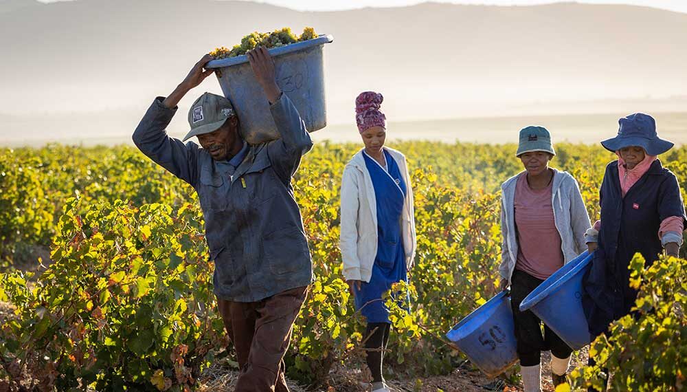Workers at Eenzaamheid Wines in Paarl embraced new opportunities through the DONUTS wine programme, where Fairtrade certification has transformed vineyards into spaces of respect, learning, and real influence for farmworkers. Photo: Supplied/Food For Mzansi