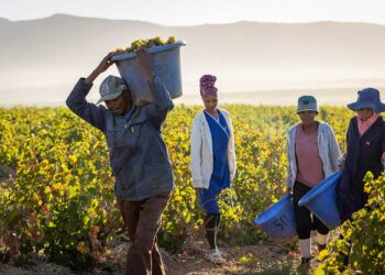 Workers at Eenzaamheid Wines in Paarl embraced new opportunities through the DONUTS wine programme, where Fairtrade certification has transformed vineyards into spaces of respect, learning, and real influence for farmworkers. Photo: Supplied/Food For Mzansi