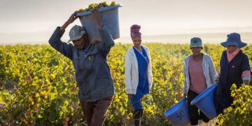 Workers at Eenzaamheid Wines in Paarl embraced new opportunities through the DONUTS wine programme, where Fairtrade certification has transformed vineyards into spaces of respect, learning, and real influence for farmworkers. Photo: Supplied/Food For Mzansi
