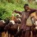 From Kenya to South Sudan, pastoralists are using digital tools, traditional knowledge and local cooperation to manage scarce resources and strengthen resilience. Photo: Ansar Photography/Pexels