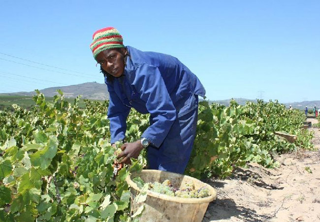 At Stellenrust Wine Estate, workers gained more than skills. They gained voice and opportunity. Through the DONUTS wine programme and Fairtrade certification, farmworkers are stepping into leadership roles and shaping a fairer future in the vineyards. Photo: Supplied/Food For Mzansi