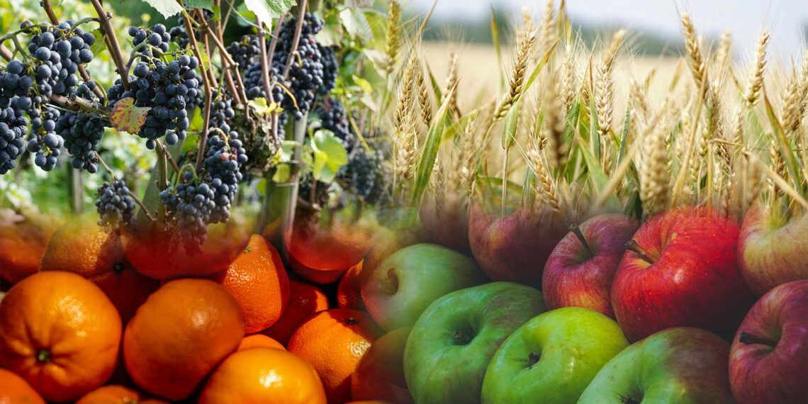 South African agriculture reflects on leadership, record citrus and promising stone fruit seasons, and a year of gratitude and collaboration across grain, wine, and horticulture industries. Photo: Gareth Davies/ Food For Mzansi