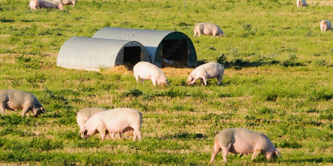 Jeffreys Bay Wind Farm's pig research slashes Siyavuma Piggery mortality from 80% to 10%, fueling Eastern Cape pork boom. Photo: Supplied/Food For Mzansi