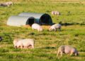 Jeffreys Bay Wind Farm's pig research slashes Siyavuma Piggery mortality from 80% to 10%, fueling Eastern Cape pork boom. Photo: Supplied/Food For Mzansi