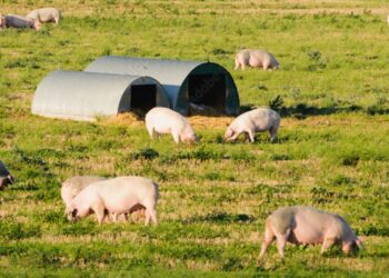 Jeffreys Bay Wind Farm's pig research slashes Siyavuma Piggery mortality from 80% to 10%, fueling Eastern Cape pork boom. Photo: Supplied/Food For Mzansi