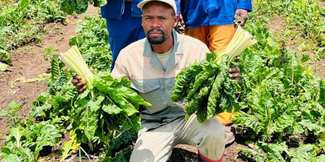 After losing his job in 2020, Mpumalanga’s Njabulo Mabaso turned backyard farming into Yamhlamba, a thriving agribusiness feeding families and inspiring others. Photo: Supplied/Food For Mzansi