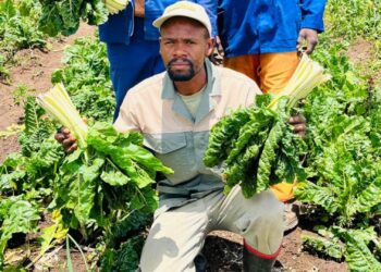 After losing his job in 2020, Mpumalanga’s Njabulo Mabaso turned backyard farming into Yamhlamba, a thriving agribusiness feeding families and inspiring others. Photo: Supplied/Food For Mzansi