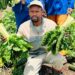 After losing his job in 2020, Mpumalanga’s Njabulo Mabaso turned backyard farming into Yamhlamba, a thriving agribusiness feeding families and inspiring others. Photo: Supplied/Food For Mzansi