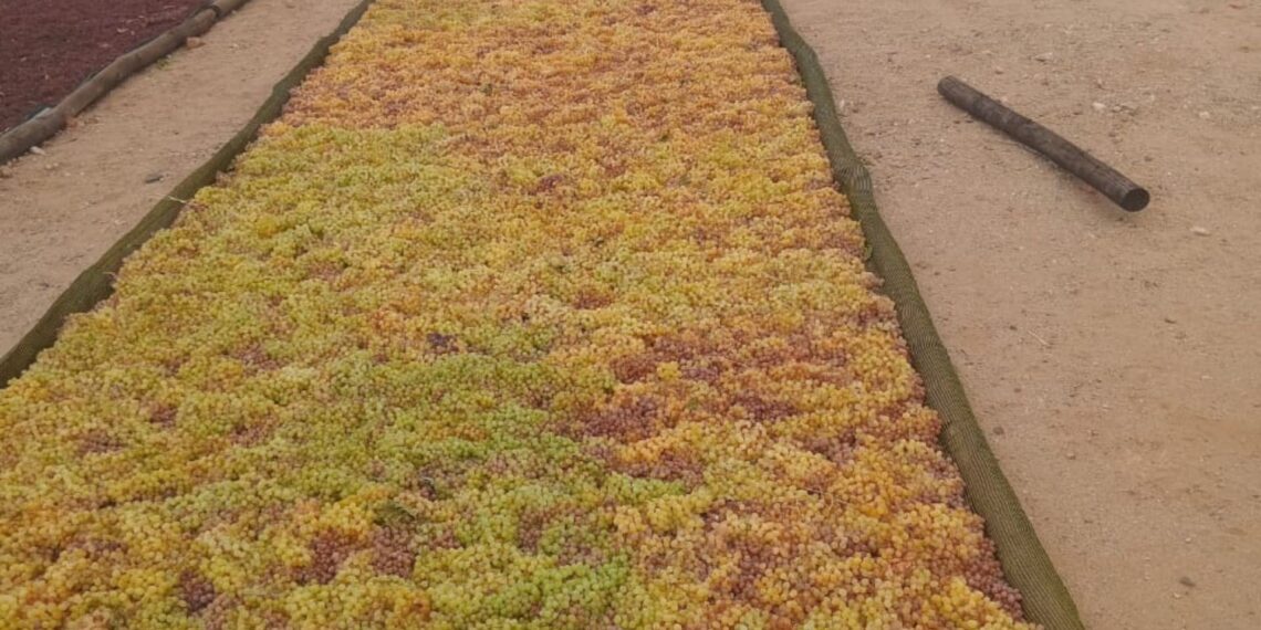South African grape farmers are adapting to climate change with heat-tolerant, water-efficient varieties, ensuring a sustainable future. Photo: Supplied/Food For Mzansi
