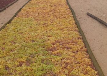 South African grape farmers are adapting to climate change with heat-tolerant, water-efficient varieties, ensuring a sustainable future. Photo: Supplied/Food For Mzansi