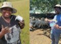 Phelisa Ndayi and Lubabalo Bunu were moved by the suffering of livestock affected by ticks and started their agribusiness, Lusa Agric Supplies, based in Butterworth, Eastern Cape. Photos: Supplied/Food For Mzansi