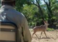 A male kudu passes in front of tourists on a game drive in South Africa. David Silverman/Getty Images