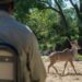 A male kudu passes in front of tourists on a game drive in South Africa. David Silverman/Getty Images