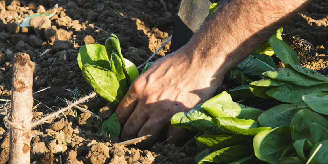 Carbon credits can support climate-smart agriculture, but only through credible soil carbon measurement, long-term commitment and practical support that enables farmers to monetise soil health sustainably. Photo: Pexels