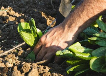 Carbon credits can support climate-smart agriculture, but only through credible soil carbon measurement, long-term commitment and practical support that enables farmers to monetise soil health sustainably. Photo: Pexels