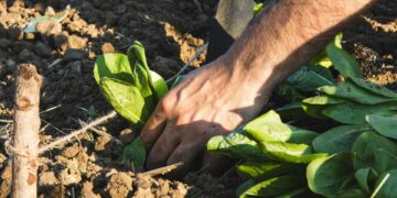 Carbon credits can support climate-smart agriculture, but only through credible soil carbon measurement, long-term commitment and practical support that enables farmers to monetise soil health sustainably. Photo: Pexels