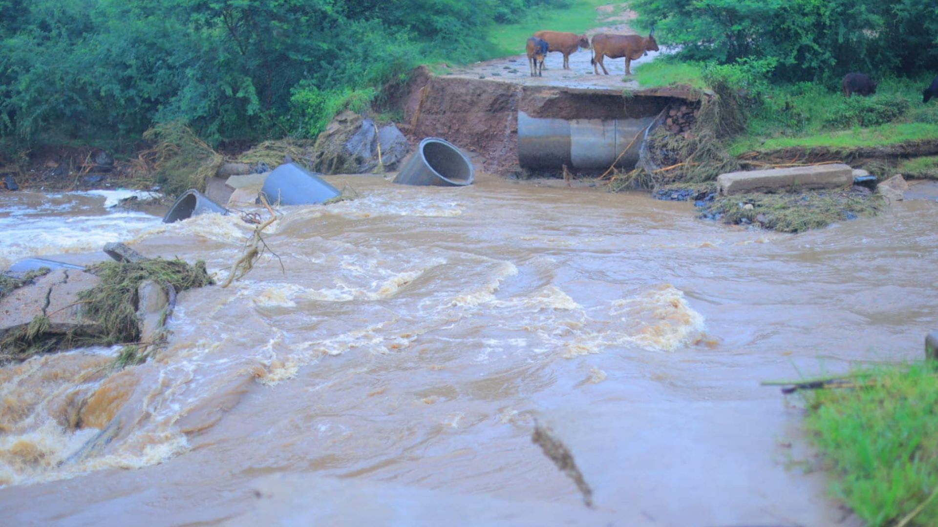 Disaster as floods devastate Mpumalanga & Limpopo farmers