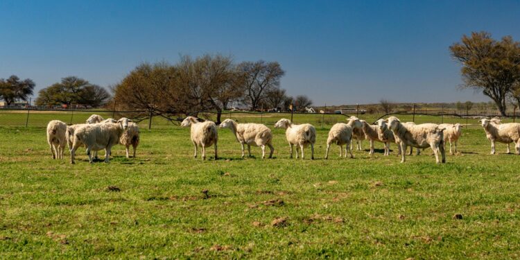 One of the events to look out for is a livestock auction in the Free State this week. Photo: Pexels