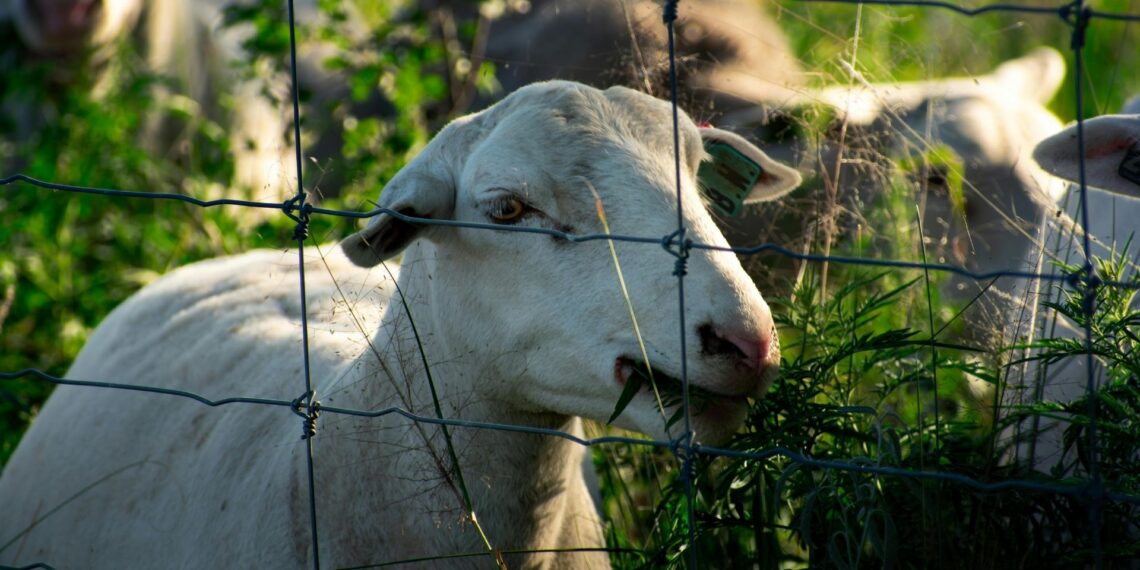 Livestock theft remains a widespread and deeply damaging challenge for South African farmers, but through vigilance, proper animal identification, strict access control, strong community networks and rapid response, farmers can reduce their risk. Photo: Pexels