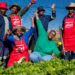 Shoprite’s Act For Change programme supports school and community food gardens across South Africa, improving child nutrition, food security, and sustainable local livelihoods. Photo: Shoprite