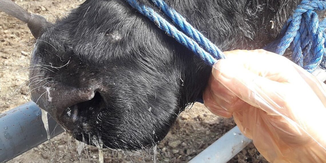 Pneumonia remains a major threat to livestock productivity, but as animal health technician Kenneth Malatji explains, early detection, good management and rapid, informed treatment can mean the difference between recovery and costly losses. Photo: Wikimedia Commons