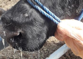 Pneumonia remains a major threat to livestock productivity, but as animal health technician Kenneth Malatji explains, early detection, good management and rapid, informed treatment can mean the difference between recovery and costly losses. Photo: Wikimedia Commons