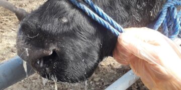 Pneumonia remains a major threat to livestock productivity, but as animal health technician Kenneth Malatji explains, early detection, good management and rapid, informed treatment can mean the difference between recovery and costly losses. Photo: Wikimedia Commons