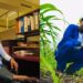 Simphiwe’s KZN rural roots grow into retail farming business