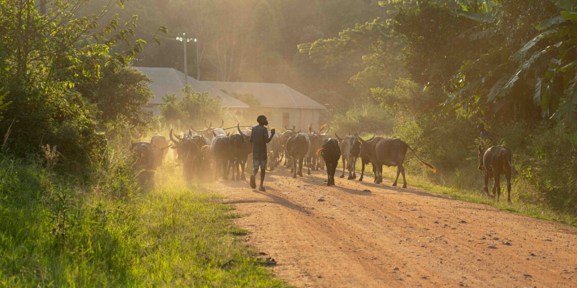 South African agriculture steps into 2026: fields, vineyards, and farms across the country set the stage for innovation, sustainability, and growth guided by the nation’s top thought leaders. Photo: Supplied/Unsplash/Bill Wegener