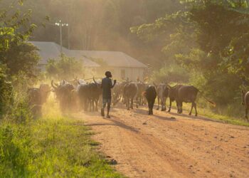 South African agriculture steps into 2026: fields, vineyards, and farms across the country set the stage for innovation, sustainability, and growth guided by the nation’s top thought leaders. Photo: Supplied/Unsplash/Bill Wegener
