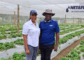Drip irrigation from Netafim is transforming Zambian horticulture by improving water efficiency, boosting crop yields and labour productivity, and helping farmers adapt to climate challenges. Photo: Gareth Davies/Food For Mzansi