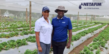 Drip irrigation from Netafim is transforming Zambian horticulture by improving water efficiency, boosting crop yields and labour productivity, and helping farmers adapt to climate challenges. Photo: Gareth Davies/Food For Mzansi