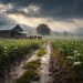 South African farmers face a wet summer with above-normal rainfall, hail and flood risks across key provinces. Photo: ChatGPT