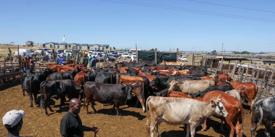 Farmers are urged to implement consistent biosecurity measures and participate in the national FMD vaccination programme to protect livestock, livelihoods, and South Africa’s red meat and wildlife industries. Photo: National Department of Agriculture