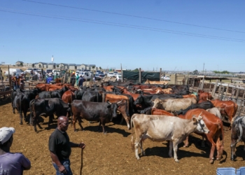 Strong biosecurity, vaccination urged as FMD threatens exports