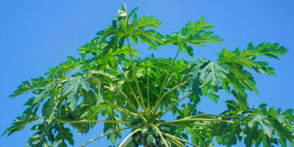 South African researchers identify 337 traditional medicinal plants used for men’s health, including the leaves and seeds of the pawpaw tree. Preserving this knowledge can protect culture, biodiversity, and future healthcare. Photo: Kenogenic/Wikimedia Commons